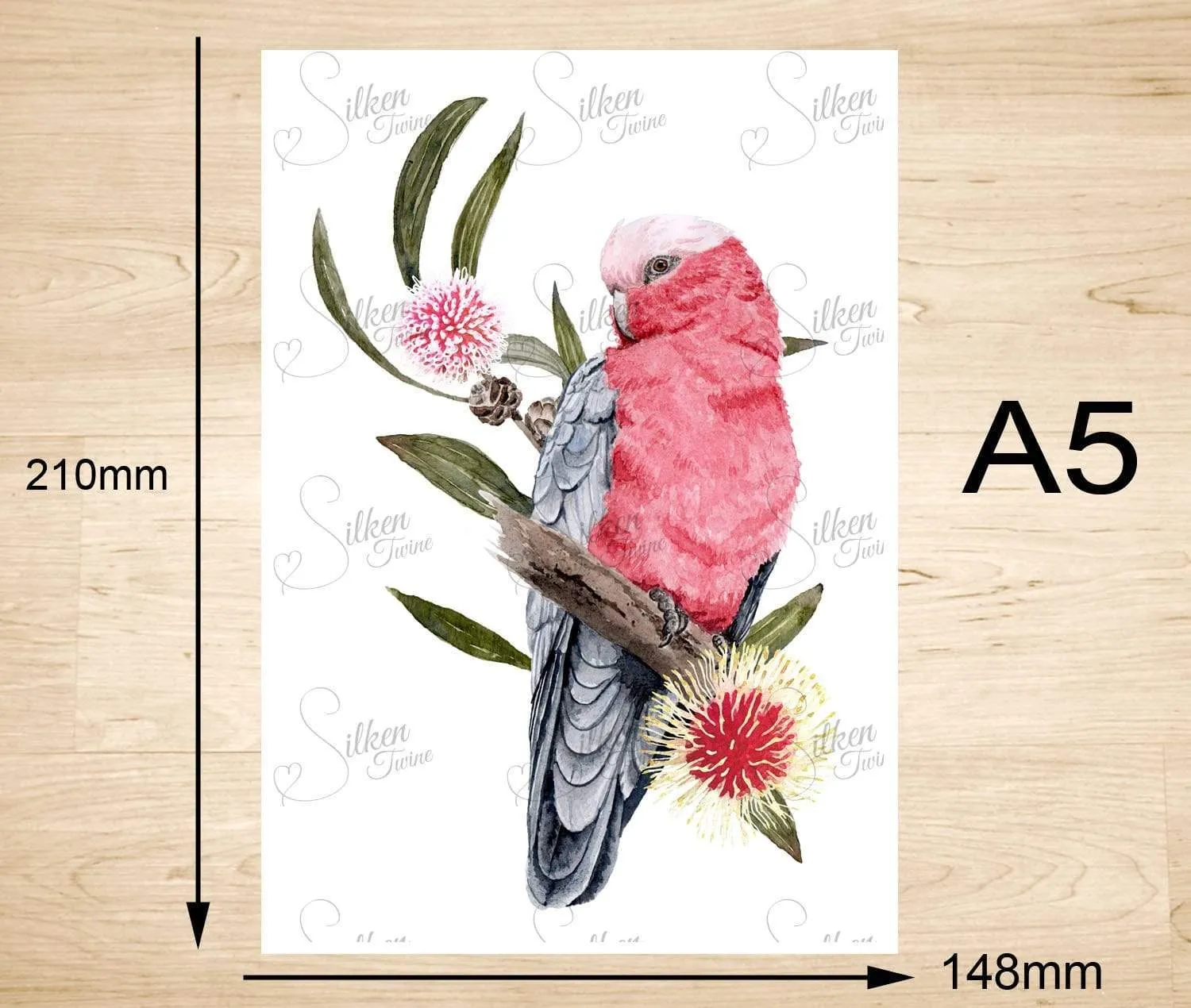 Galah Art Print set of 3