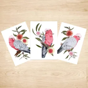 Galah Art Print set of 3