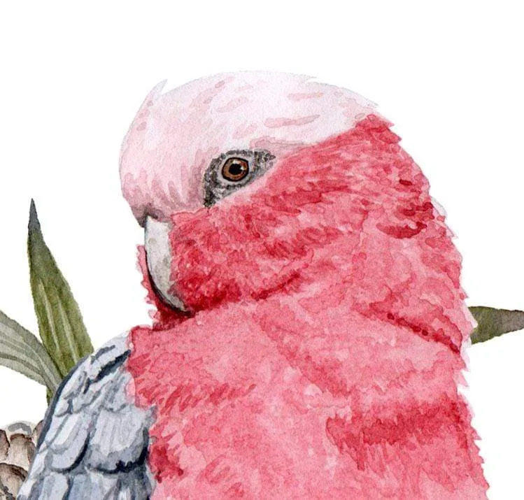 Galah Art Print set of 3